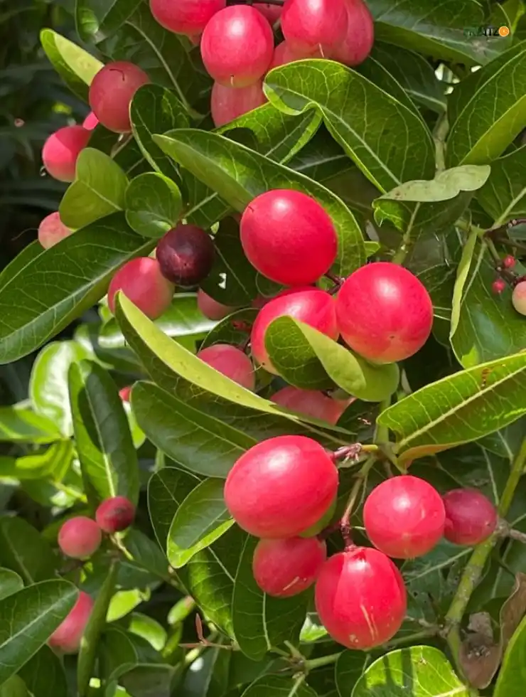 Sweet Karamcha Plant (Grafted) For Home | Terrace Garden.png