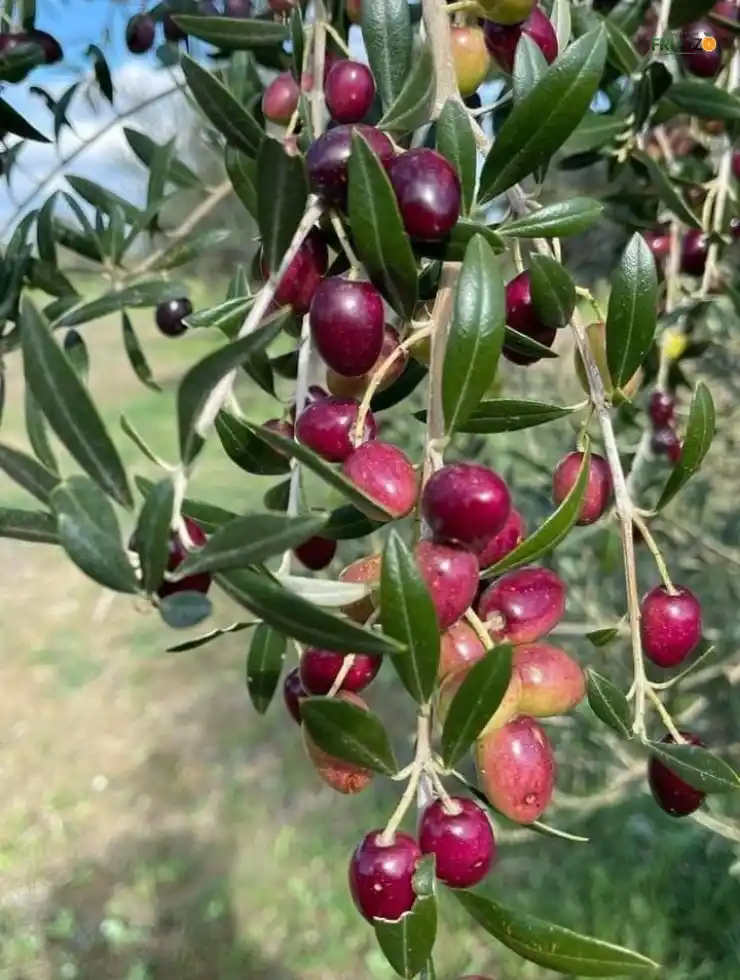Sweet Olive Grafted Plant For Home Gardening.png