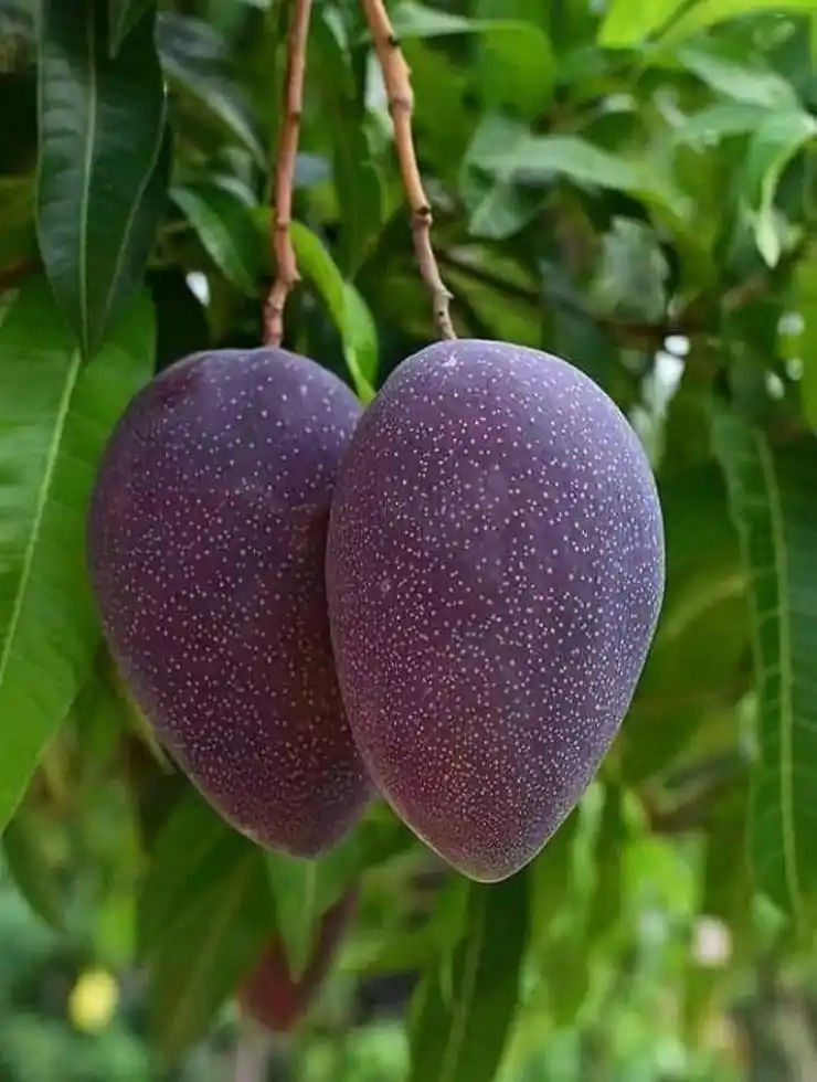 Black Kasturi Mango Grafted Plant – Perfect Choice for Your Home Garden.png