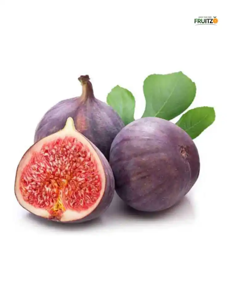 Thai Five-Finger Anjeer/ Fig fruit Plant for Home Garden. (Grafted).png