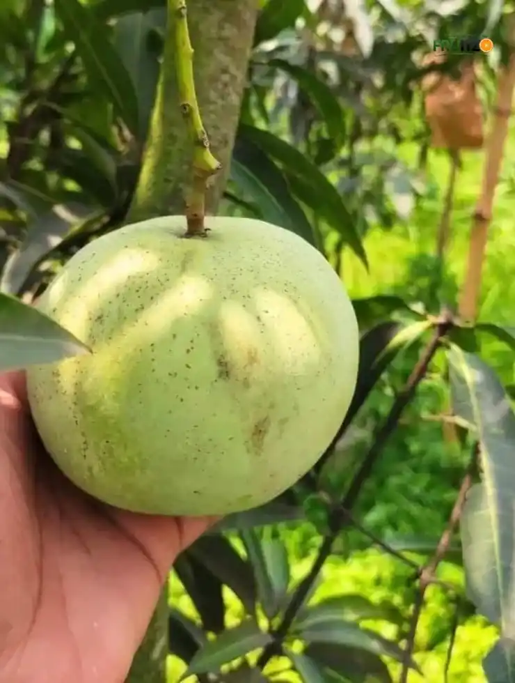 Thai Jambu Mango Grafted plant For Home | Terrace Gardening.png