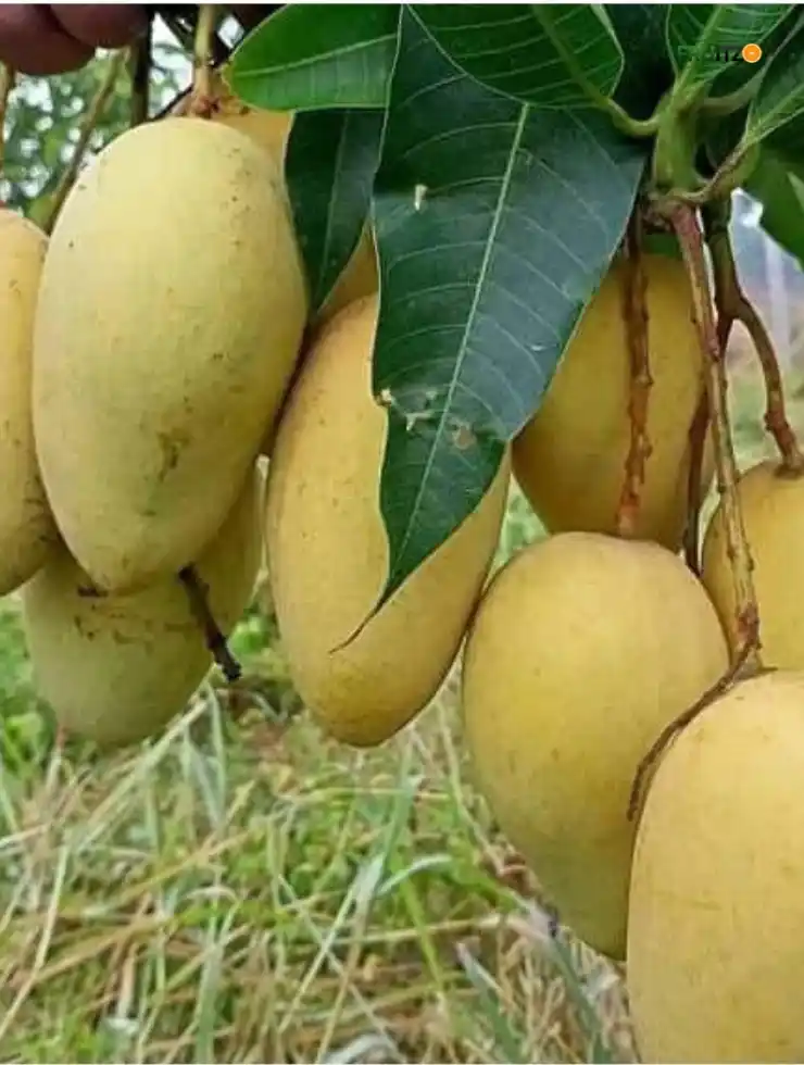 Thai Katimon All Time Mango – Perfect Grafted Plant for Home Planting.png