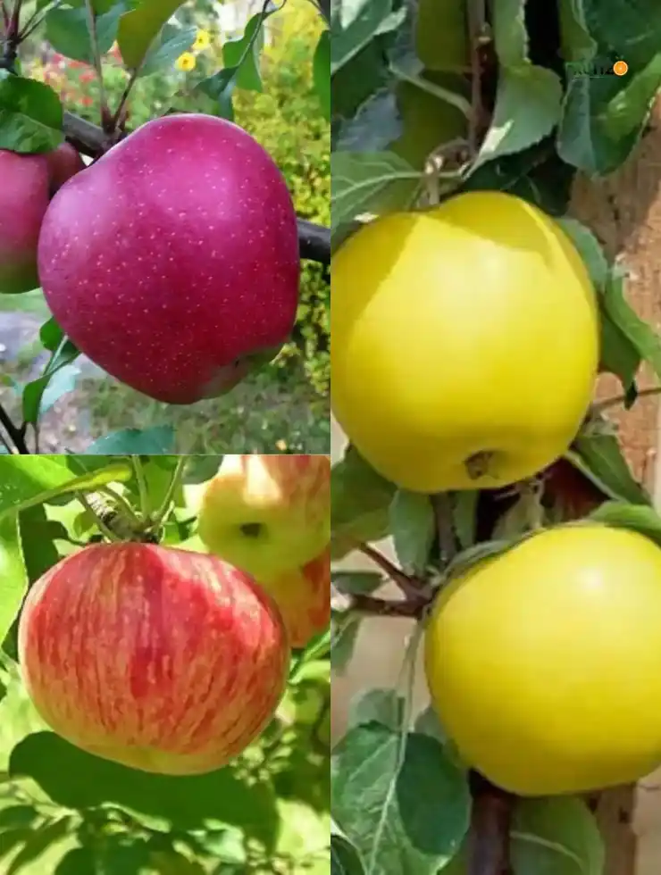 Three Star Apple Collection (Grafted) For Your Home and Terrace Garden(Anna,Hrmn, Golden Dorset).png