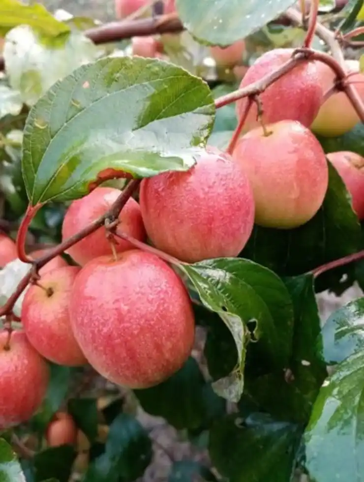 Red Apple Ber Grafted Plant – Perfect for Home Gardens.png