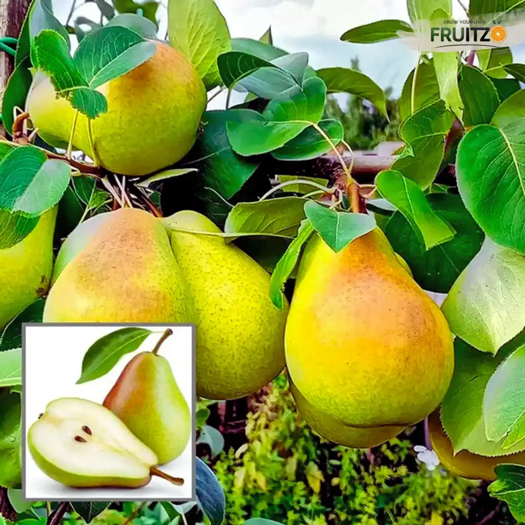 Premium Hybrid Pear (Naspati) Live Plant - Sweet & Crunchy Grafted Variety.png