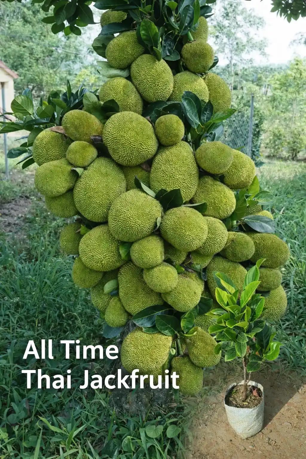 All Time Thai Jackfruit Live Fruit plant & Tree (1.5-2.5 Ft Height) For Home Garden, Pack Of 1 (Grafted).png