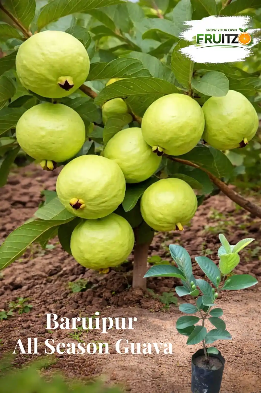 Baruipur All-Season Guava Tree for Home Gardens (Grafted).png