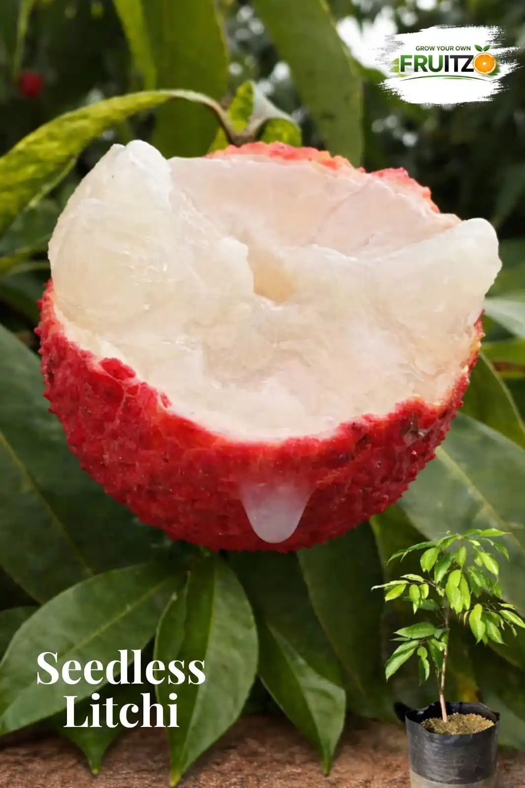 Seedless Litchi Grafted Fruit Plant For Home & Terrace Garden..png