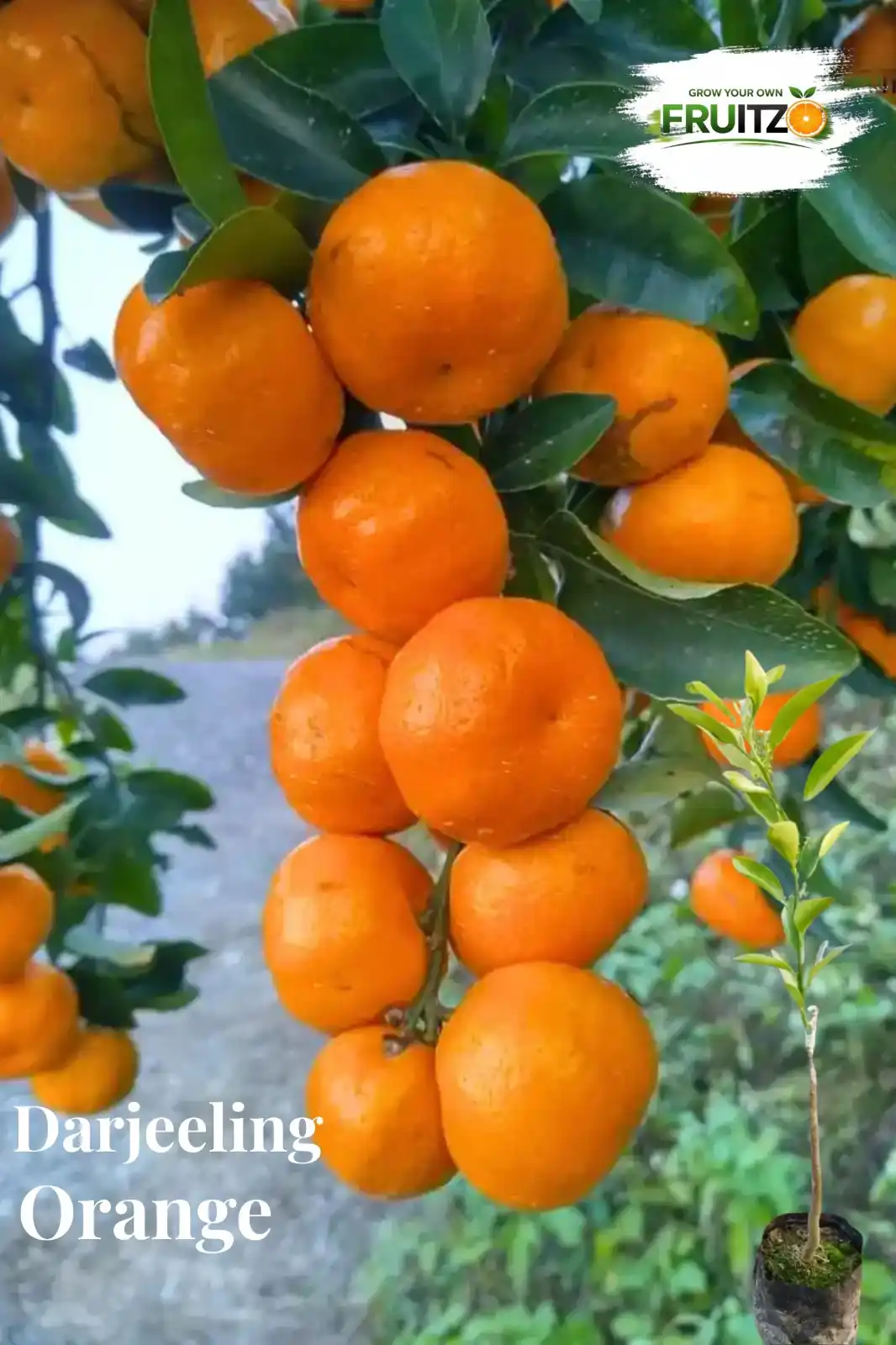 Darjeeling  Orange Grafted Plant for Home Garden.png
