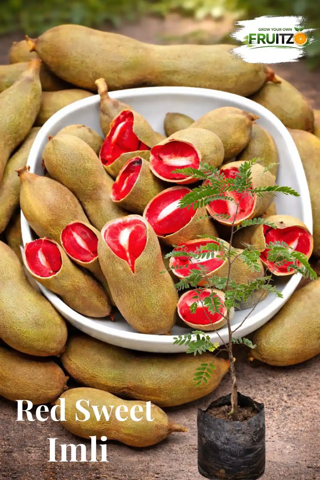 Red Sweet Imli Fruit Plant (Grafted) For Your Home Garden.png