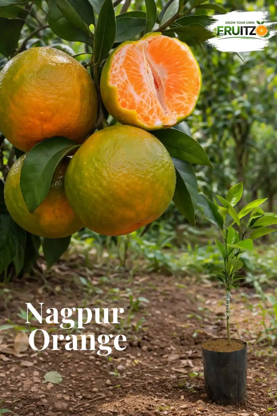 Nagpur Orange Tree | Grafted Plant for Indian Homes and Gardens.png