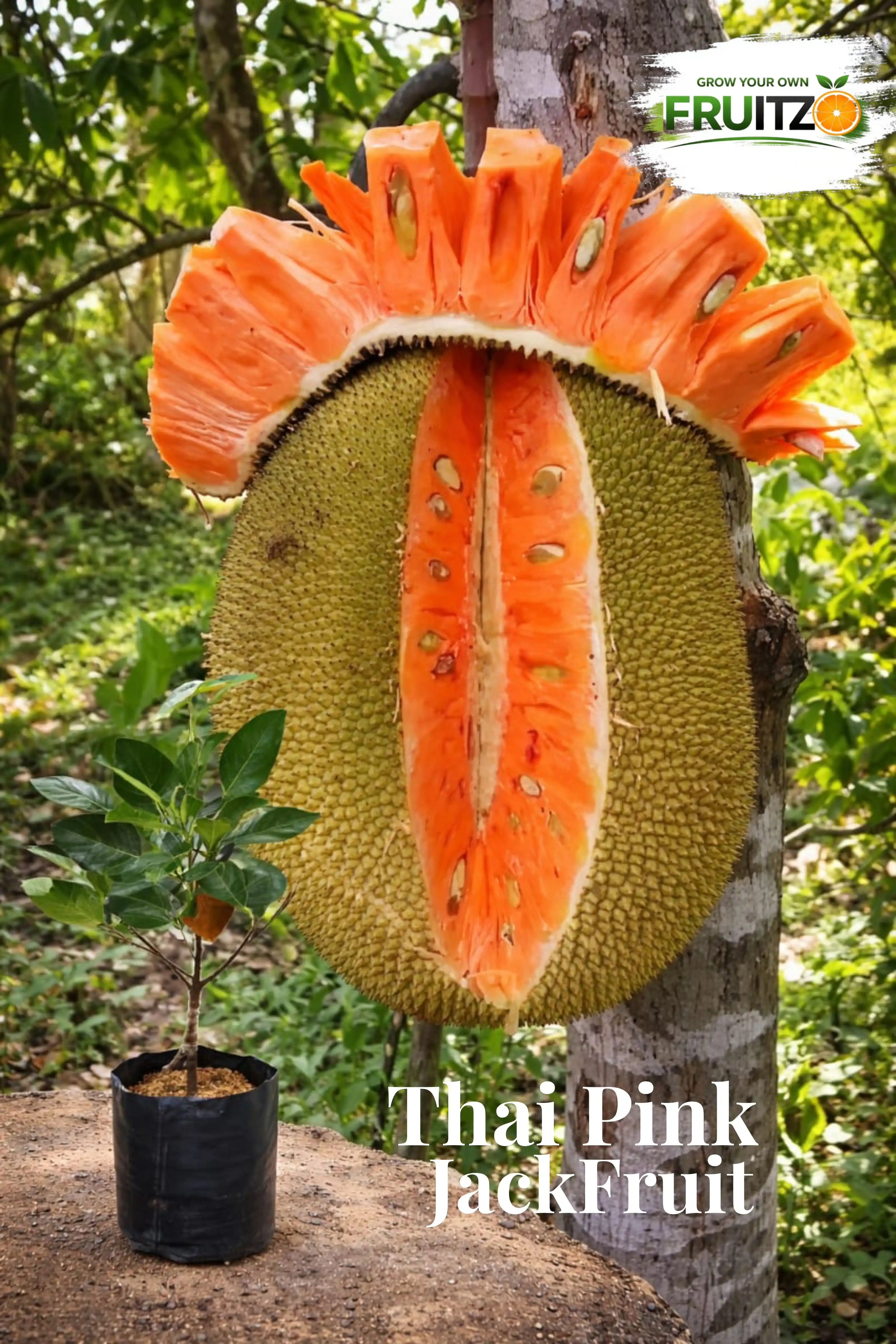 Thai Pink Jack Fruit Plant (All season Fruits) Pack Of 1 - Grafted plant.png