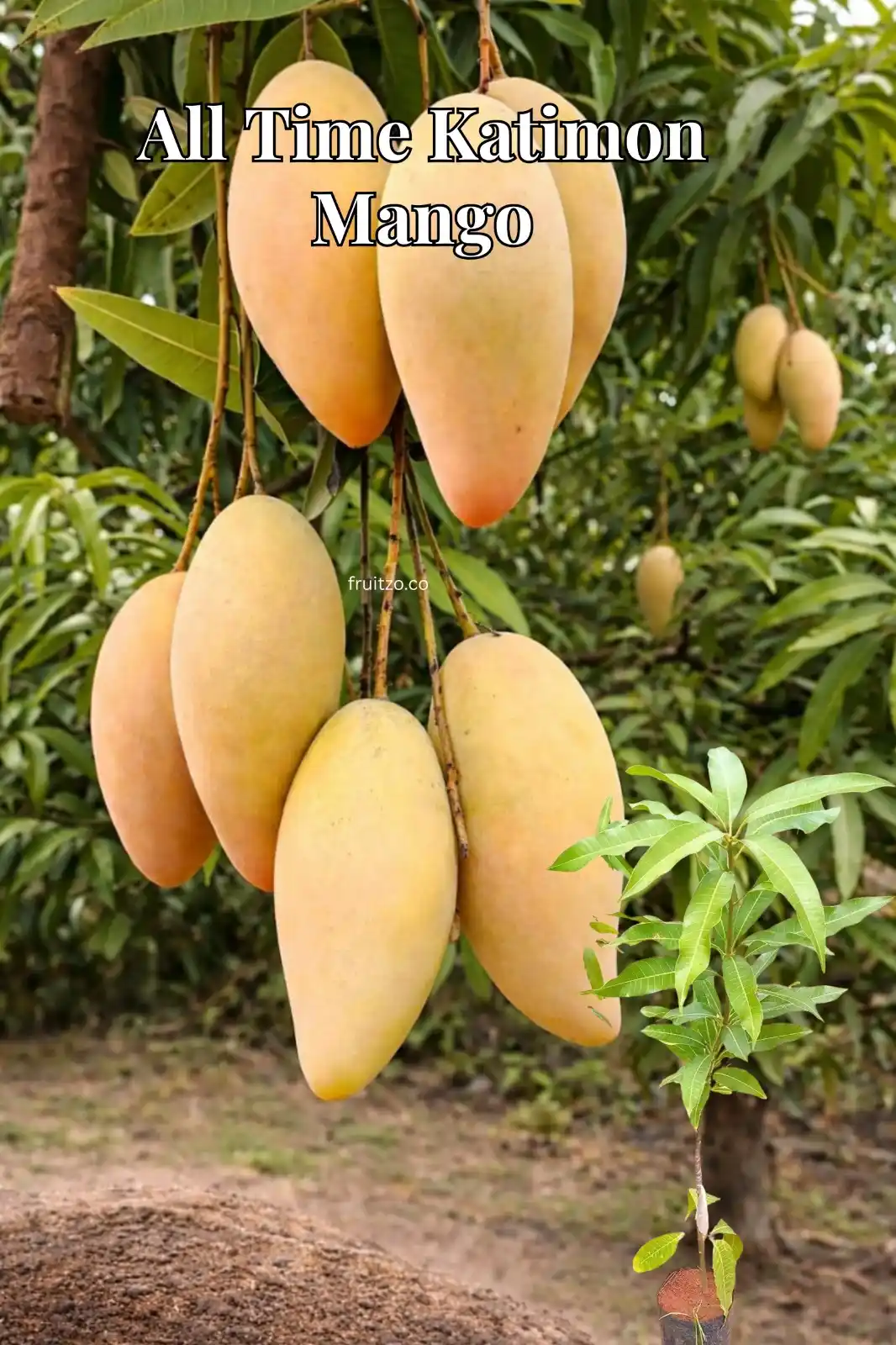 Thai Katimon All Time Mango – Perfect Grafted Plant for Home Planting.png
