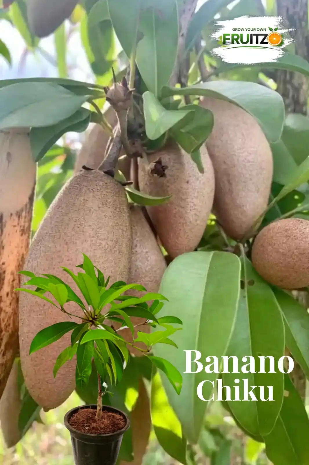 Banana Chikoo Grafted Hybrid Plant Perfect for home garden.png