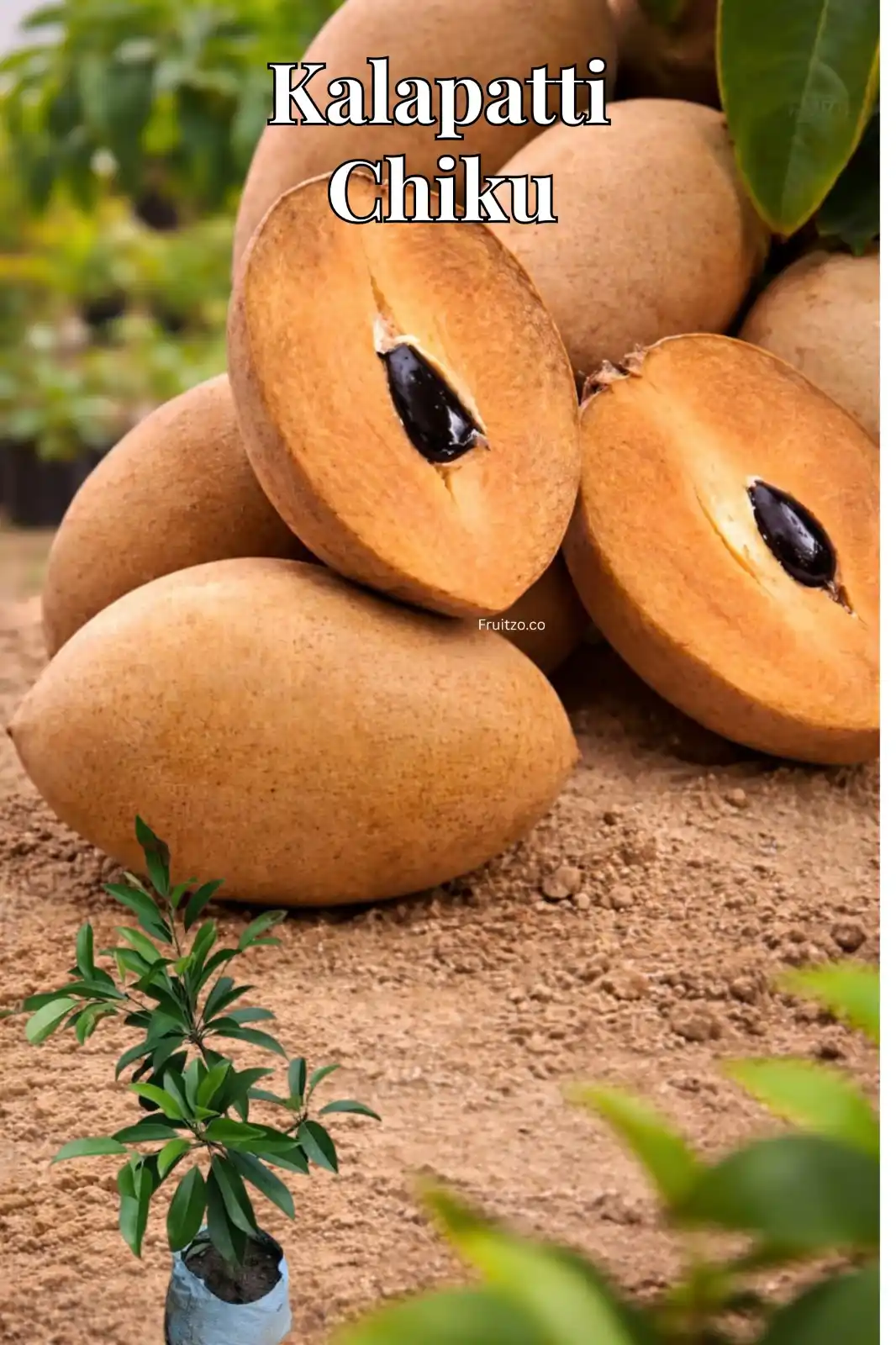 Kalapatti Chiku Grafted plant (Sapota) For Home And Terrace Garden.png