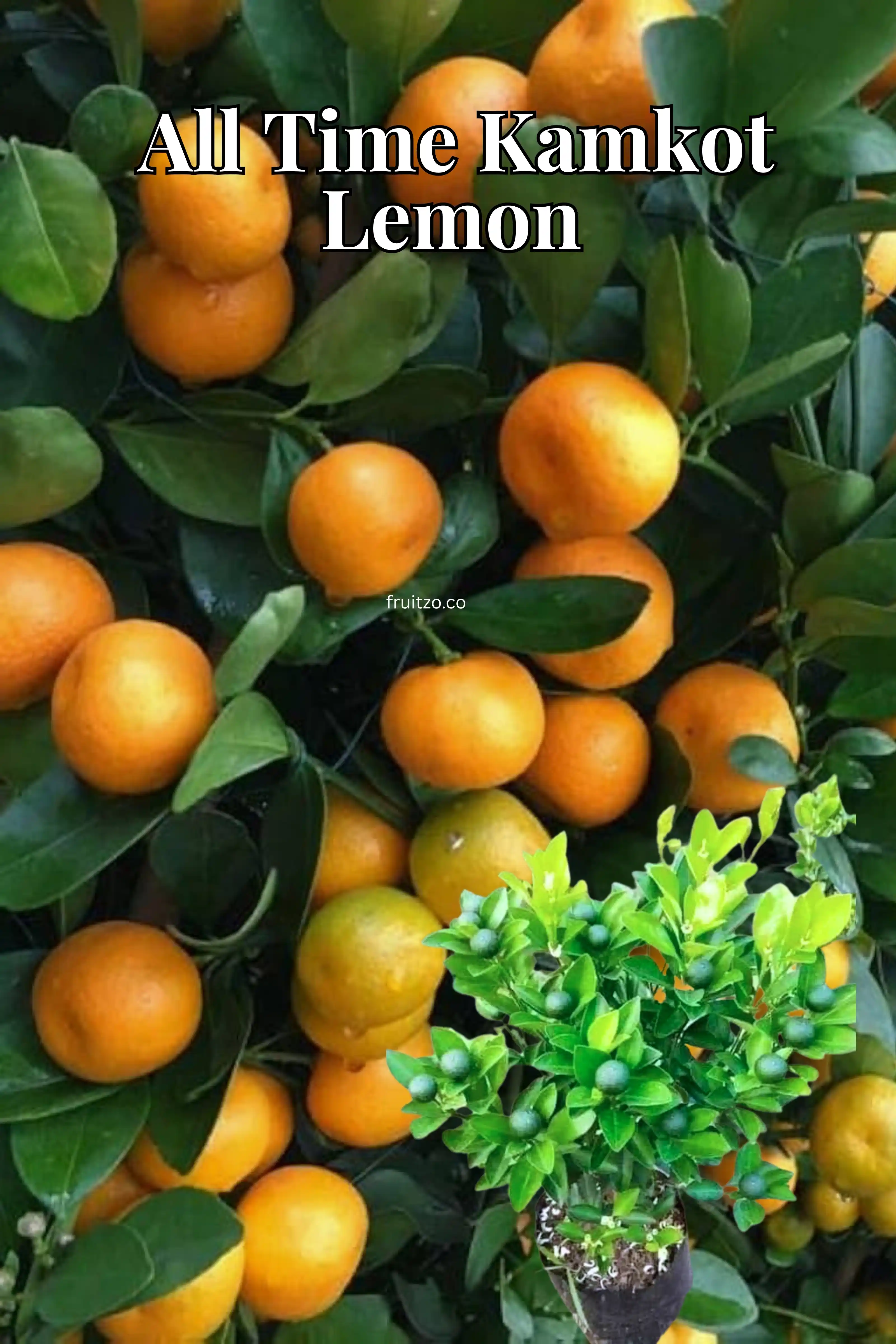 All Time Kamkot Lemon Grafted Plant For Home | Terrace Garden.png