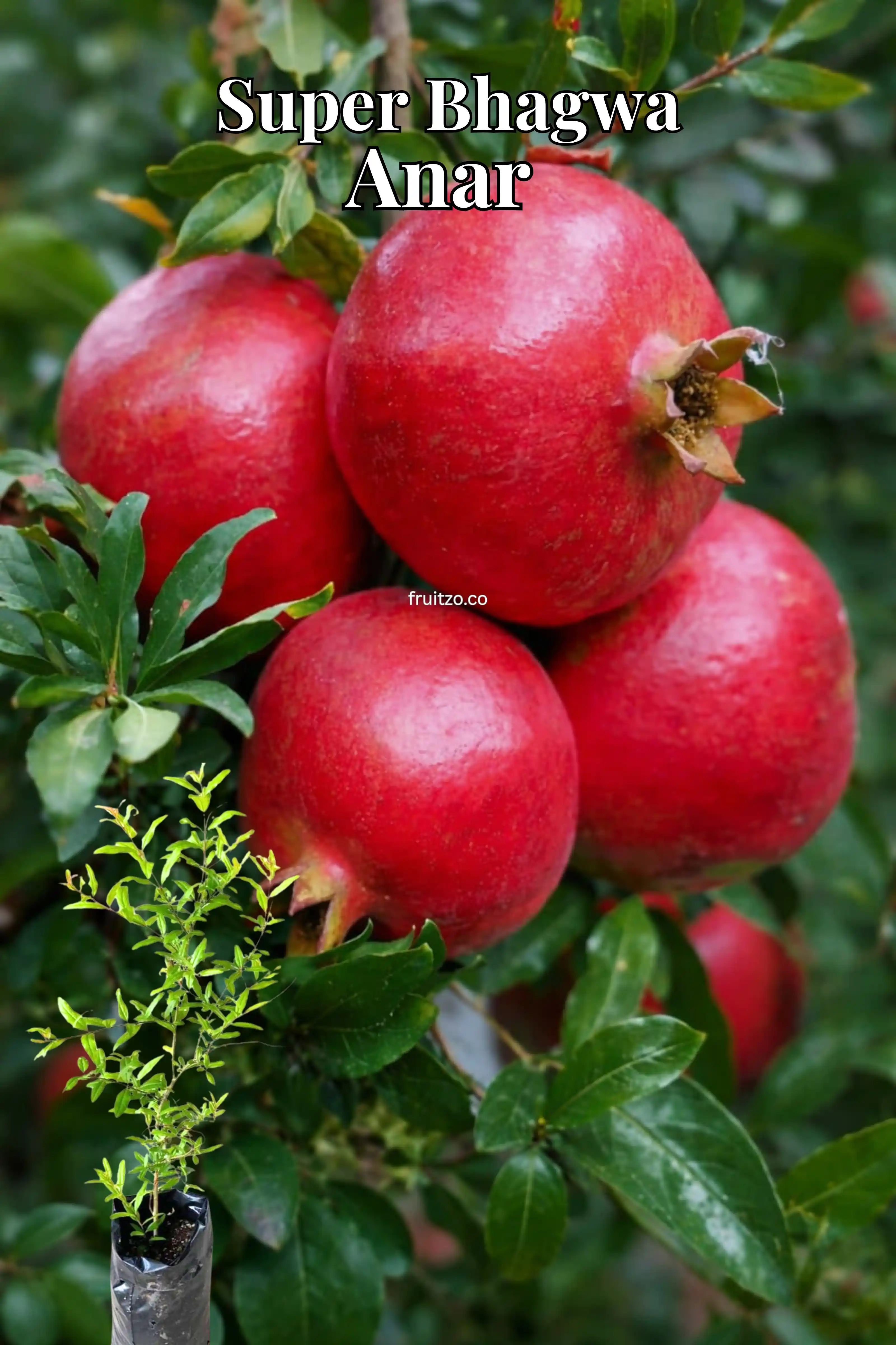 Super Bhagwa Anar (Grafted) Plant For Terrace | Home Garden.png