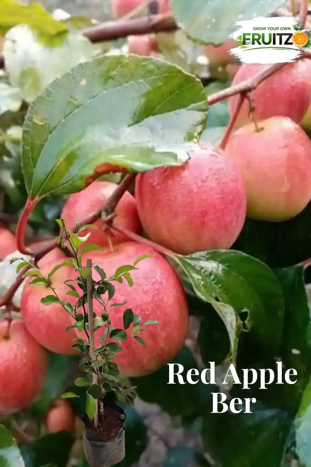 Red Apple Ber Grafted Plant – Perfect for Home Gardens.png