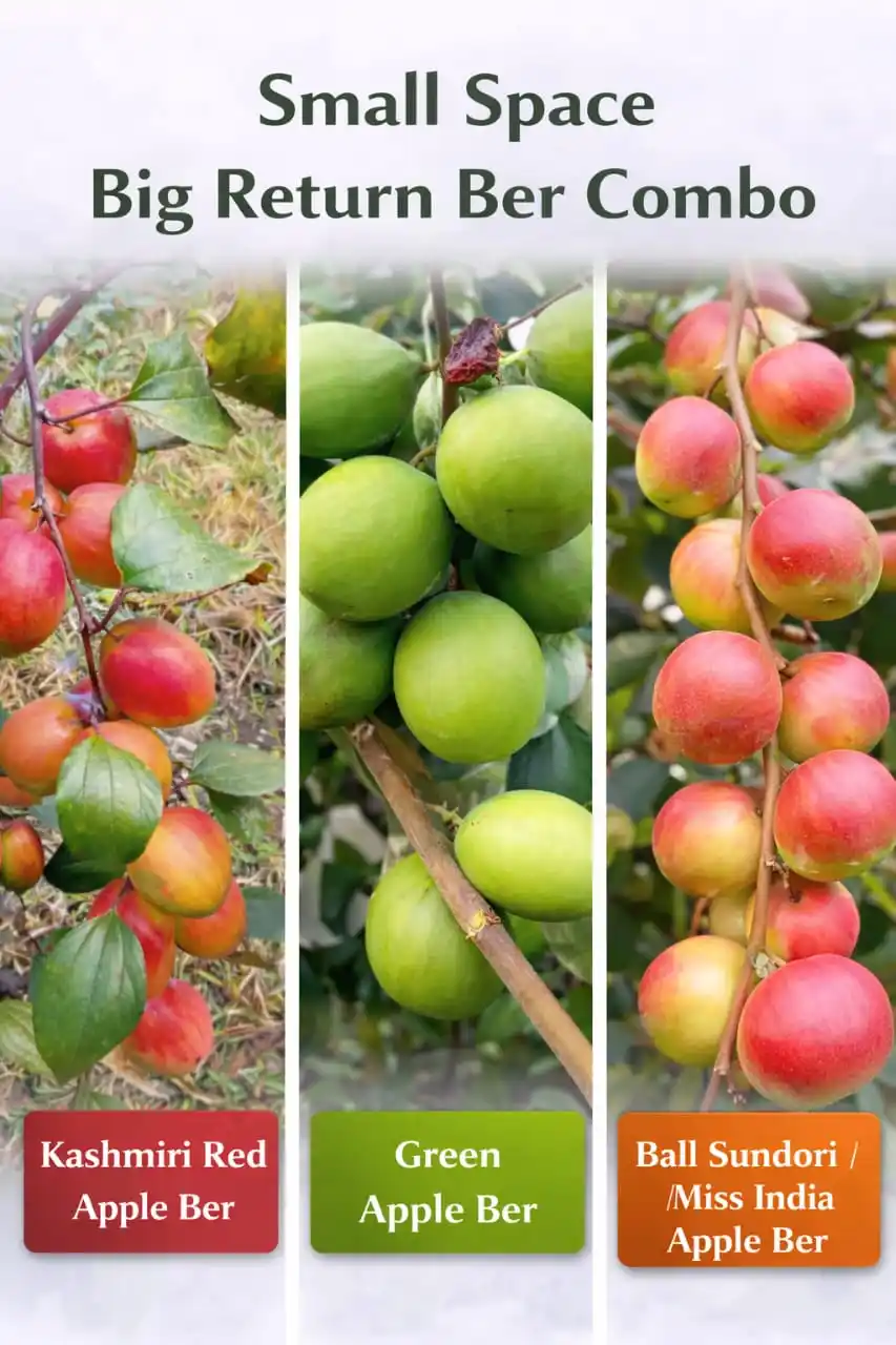 Apple Ber Trio Combo (Grafted) Plant For Home And Terrace Garden.png