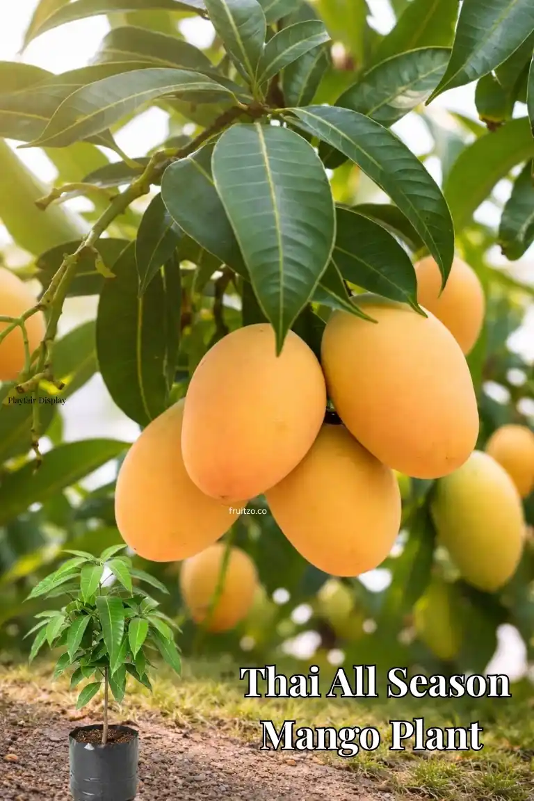 Thai All Season Mango Plant – Grafted and Ready to Grow.png