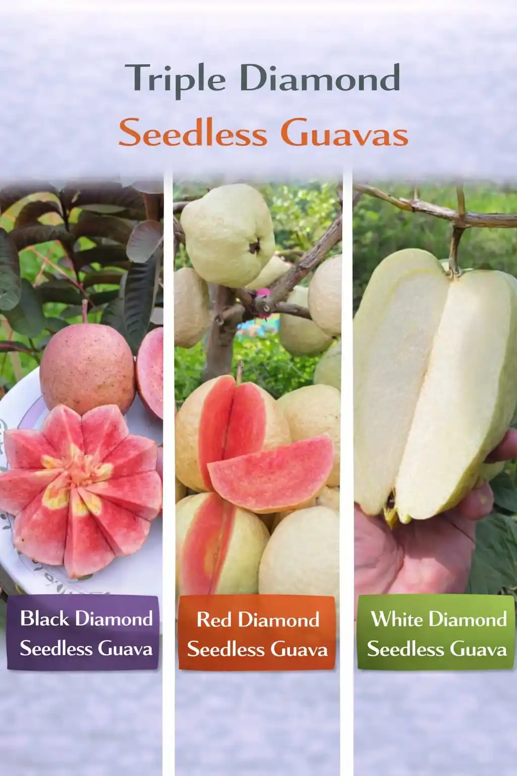 Triple Diamond Seedless Guavas (Grafted) Plant For Home And Terrace Garden.png