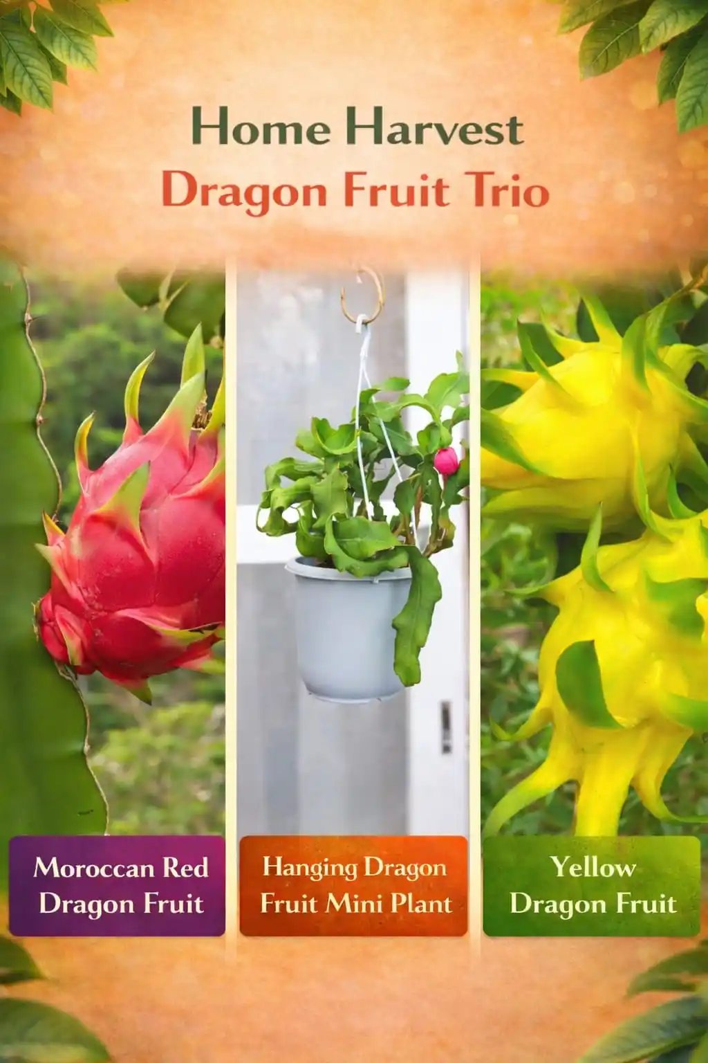 Home Harvest Dragon Fruit Trio.png
