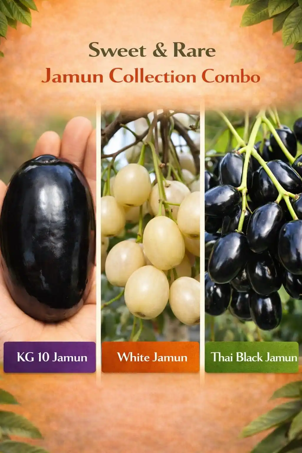 Sweet & Rare Jamun Collection Combo .png