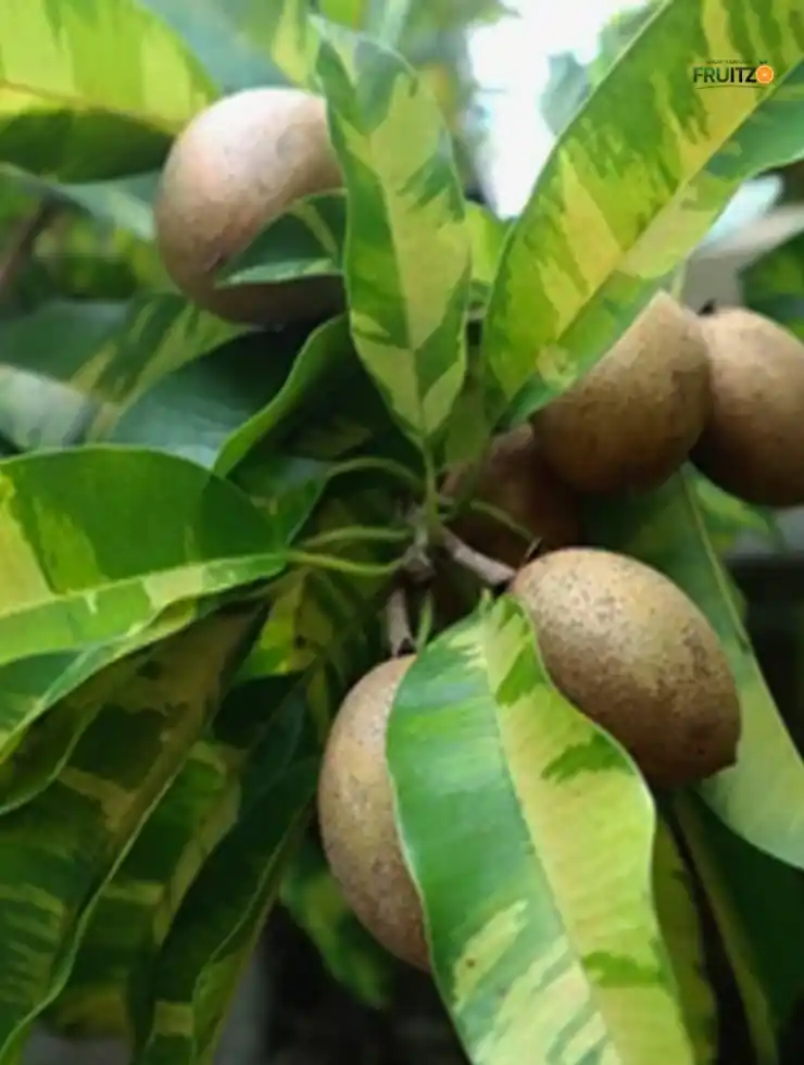 Variegated Chiku/Sapota Grafted Plant For Home Garden And Terrace.png