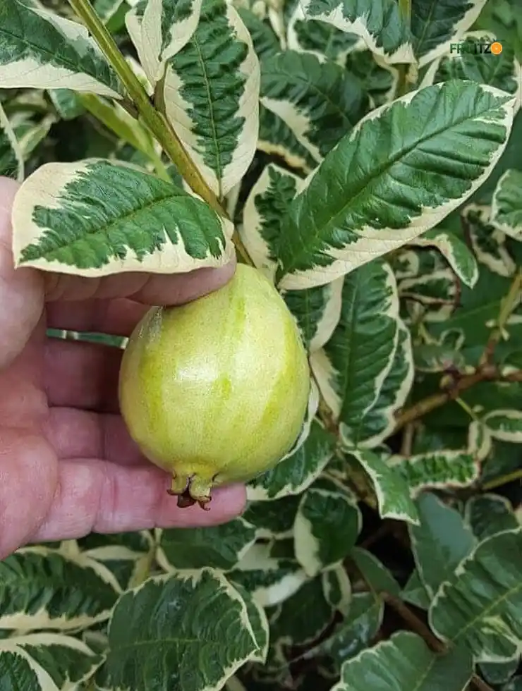 Variegated Guava Grafted Plant For Home And Terrace Gardening.png