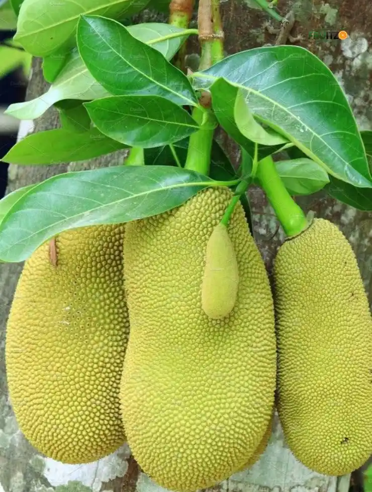 Vietnam Super Early Jackfruit (Grafted) – Premium Home Garden Plant.png