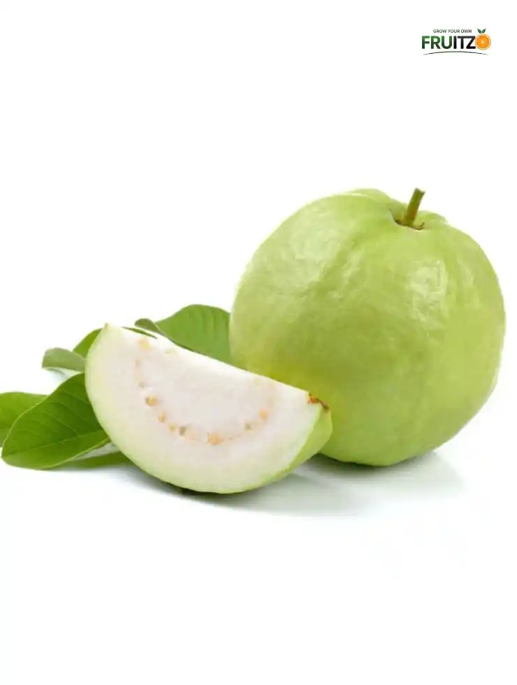VNR Guava well-rooted Grafted plant for your home garden.png