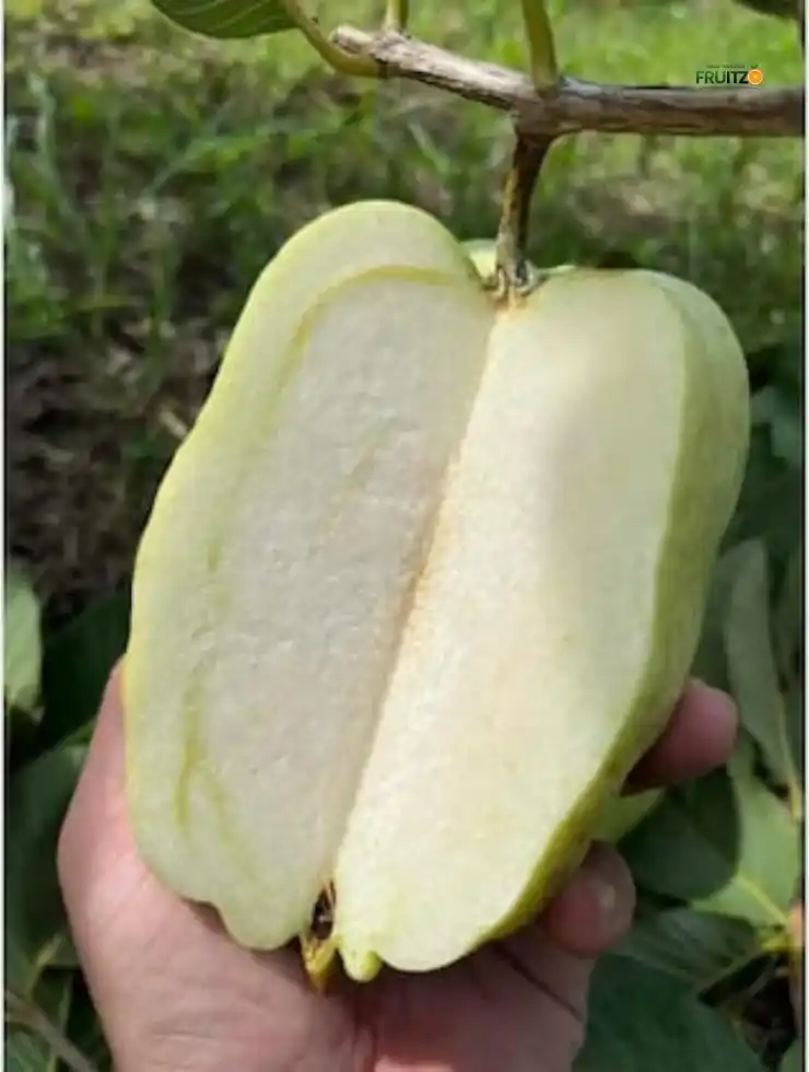 White Diamond Grafted Guava Plant For Home & Terrace Garden.png