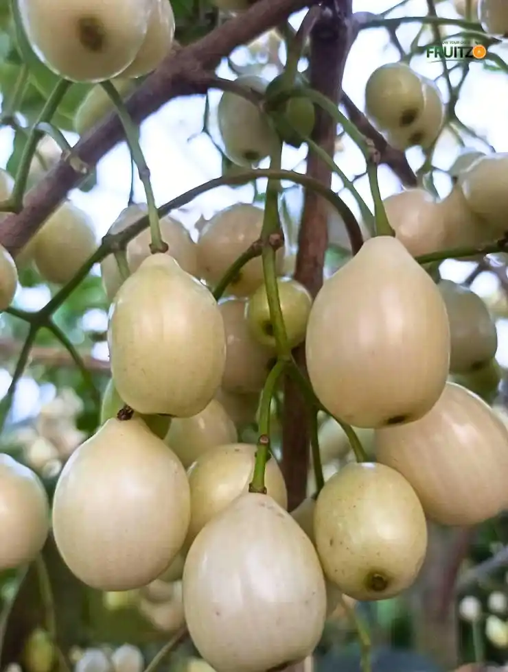 All Time White Jamun Rare Variety Syzygium Cumini Live Fruit Tree for Home Garden (Grafted).png