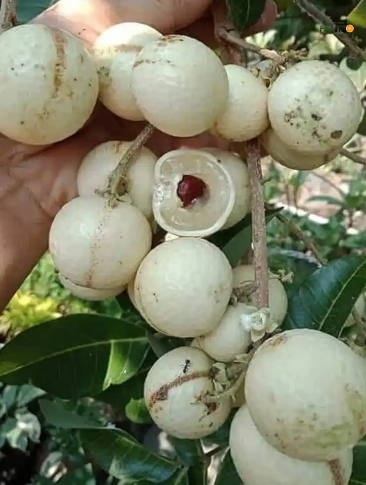White Longon Grafted Fruit Plant For Home | Terrace Gardening.png