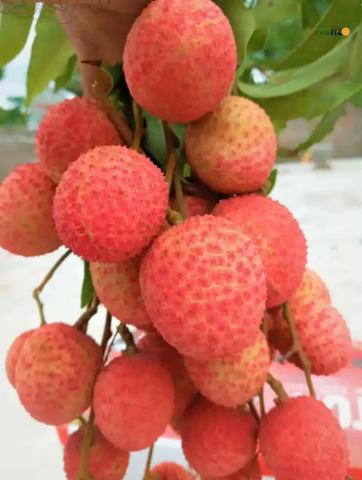 Muzaffarpur Shahi Litchi Lychee Grafted Fruit Plant For Home And Terrace Garden..png