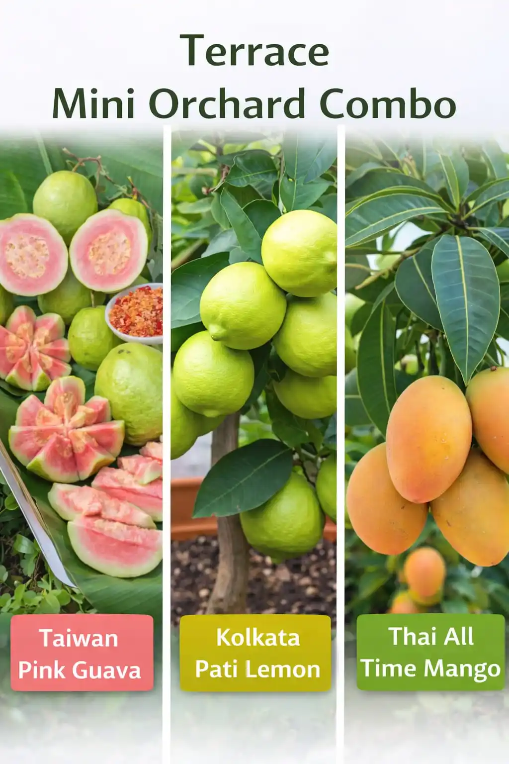  Terrace Mini Orchard Combo Grafted & Healthy Plants (1.5--2.5'ft).png