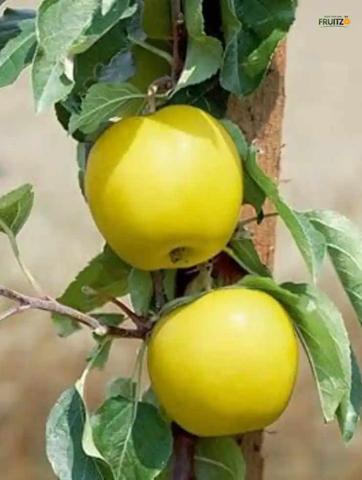 Yellow Golden Dorset Apple (Grafted) For Terrace | Home Gardening.png