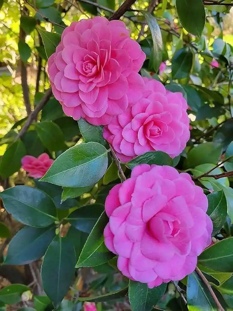 Pink Camellia Live Flower Plant (1.5-3 Hight/Pack Of-1).png