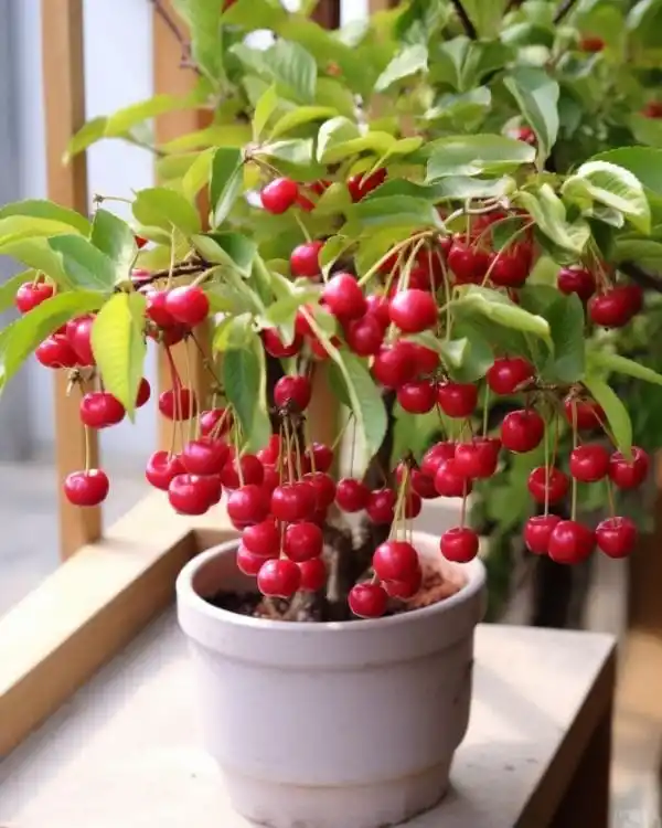 Grafted Lapin's Sweet Cherry Plant (Pack Of 1).png