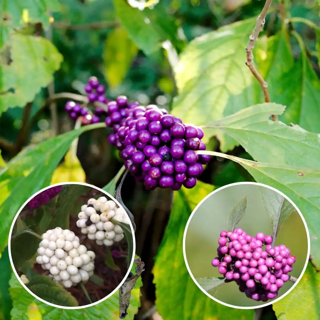 Beauty Berry Fruit Live Plant (1.5-3 Hight/Pack Of-1 ).png