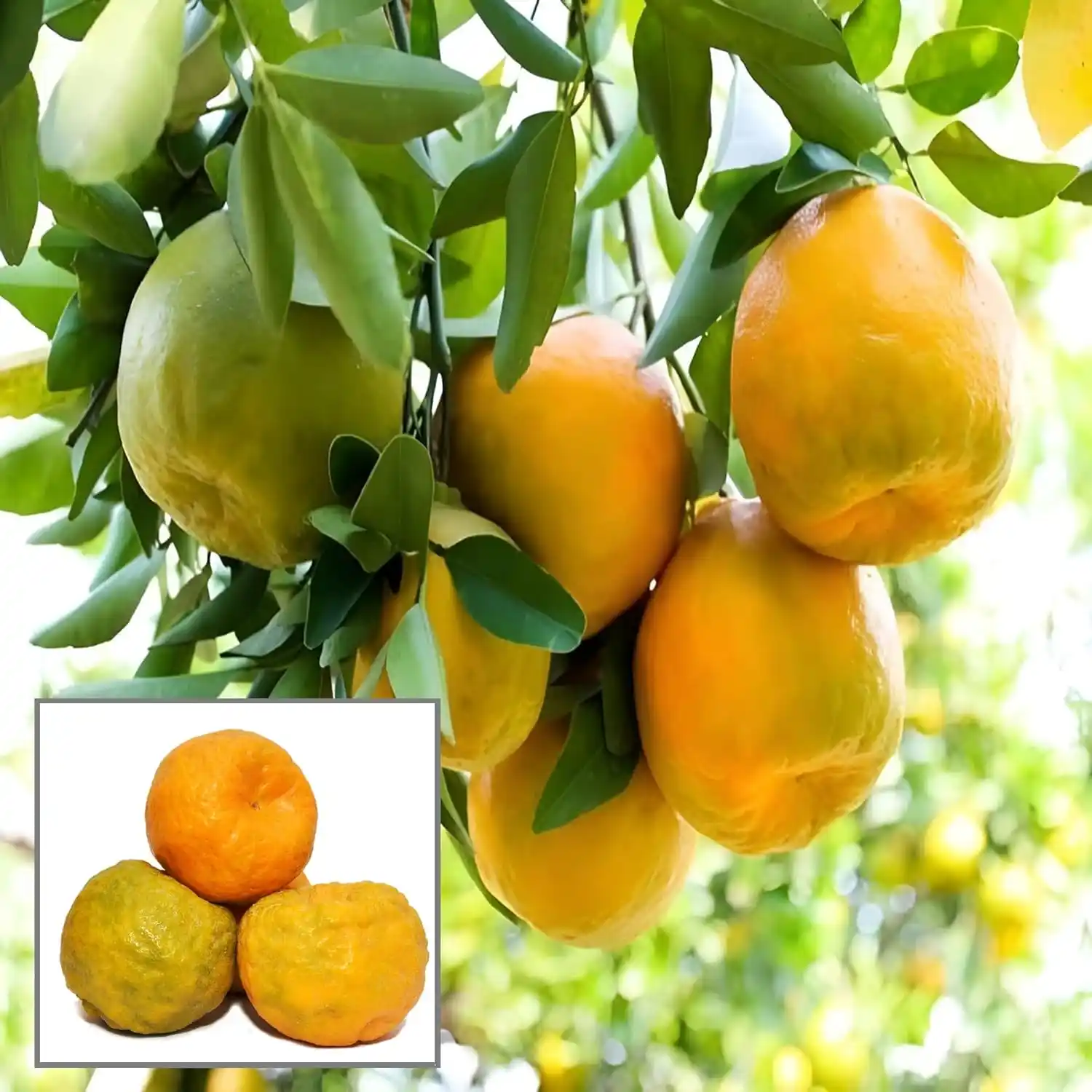 Nagpur Mandarin All Season Orange Grafted Fruit Live Plant (1.5-2 Feet Height).png